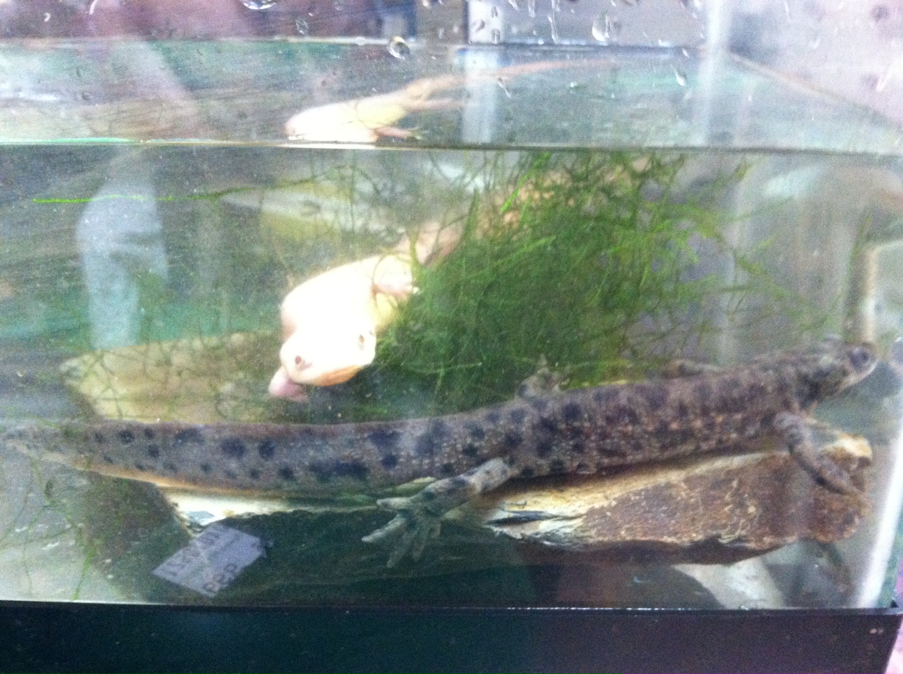 large ribbed newt swimming in tank