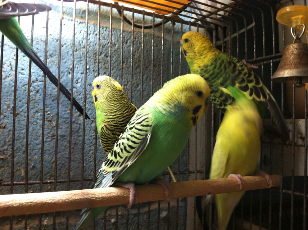 green parakeets in bird cage