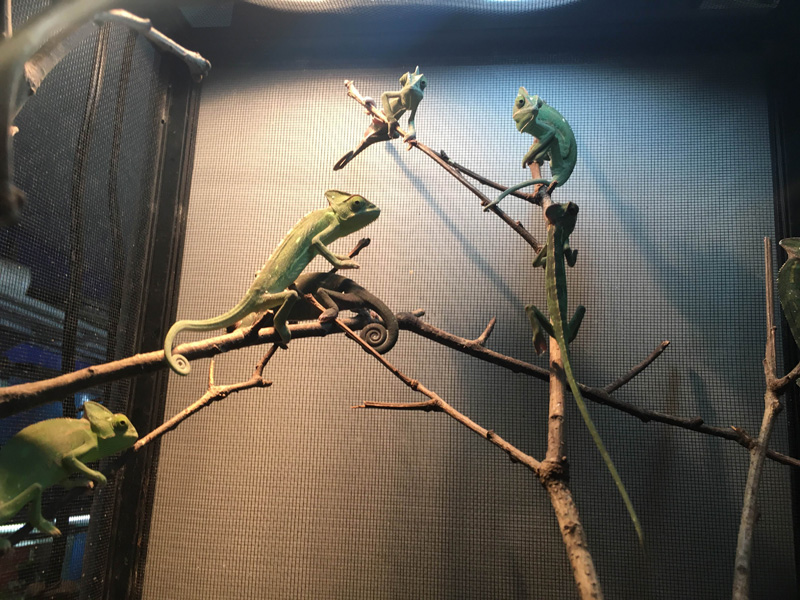 veiled chameleons in large cage climbing up tree