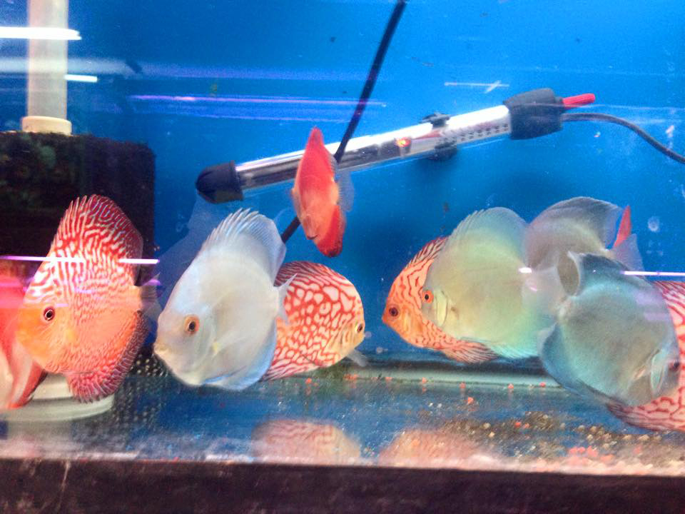 group of fish swimming in tank