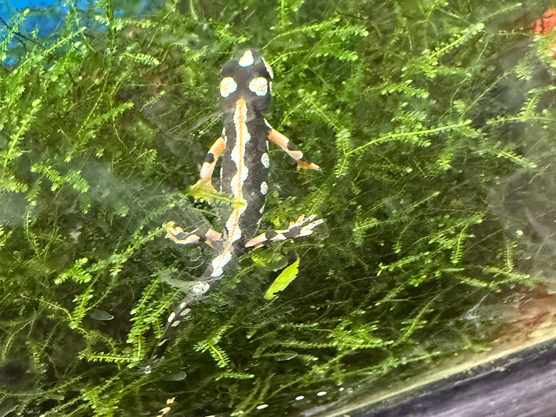 Lake Urmia Newt